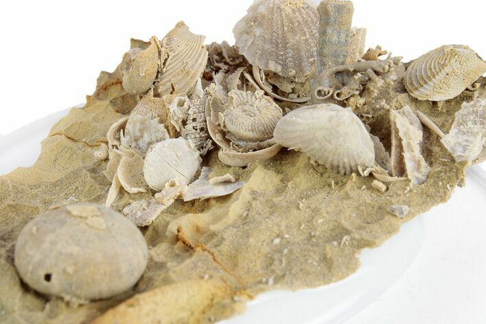 Miniature Fossil Cluster (Ammonites, Urchin) - France #270564